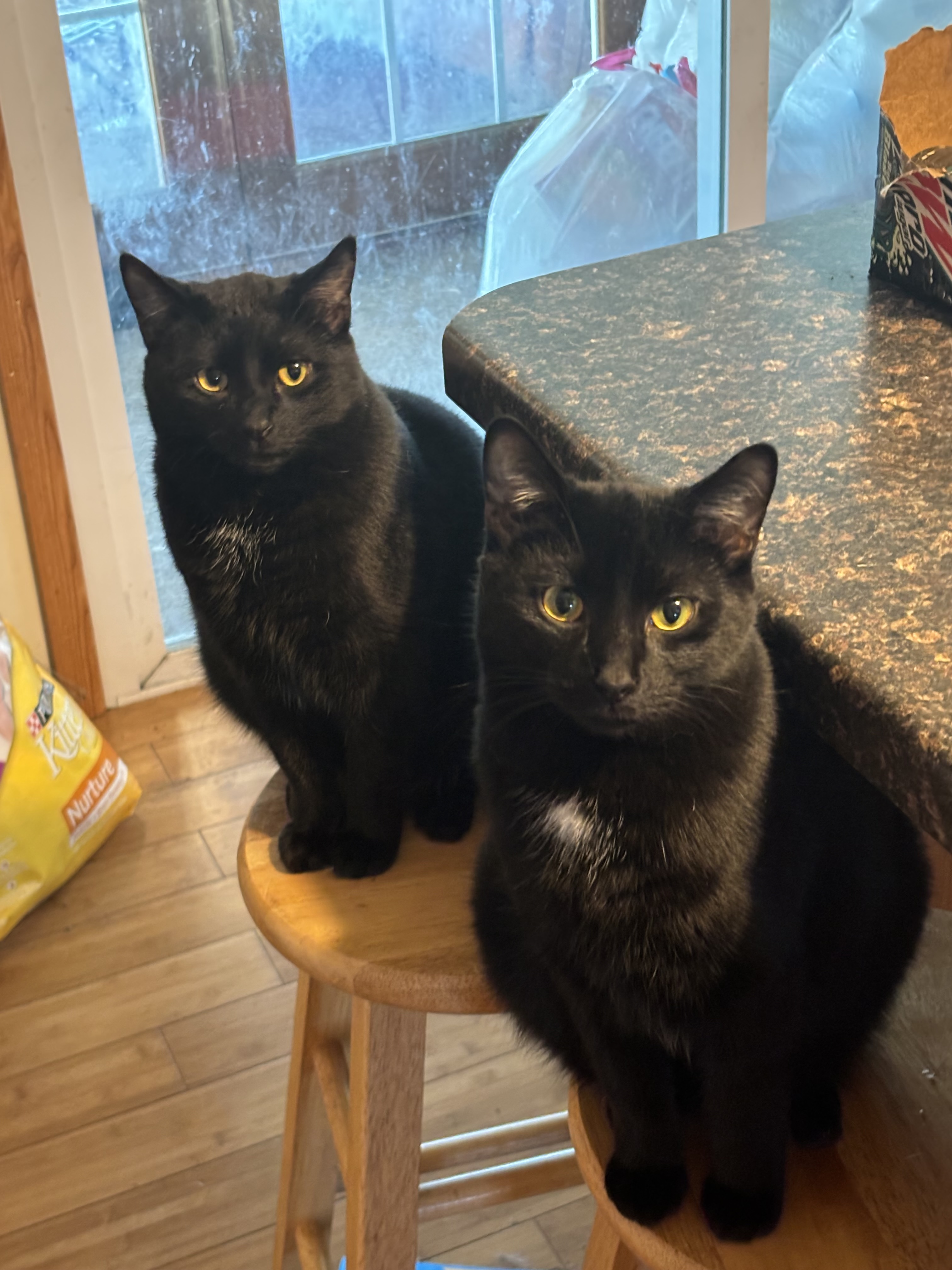 Bro Cats